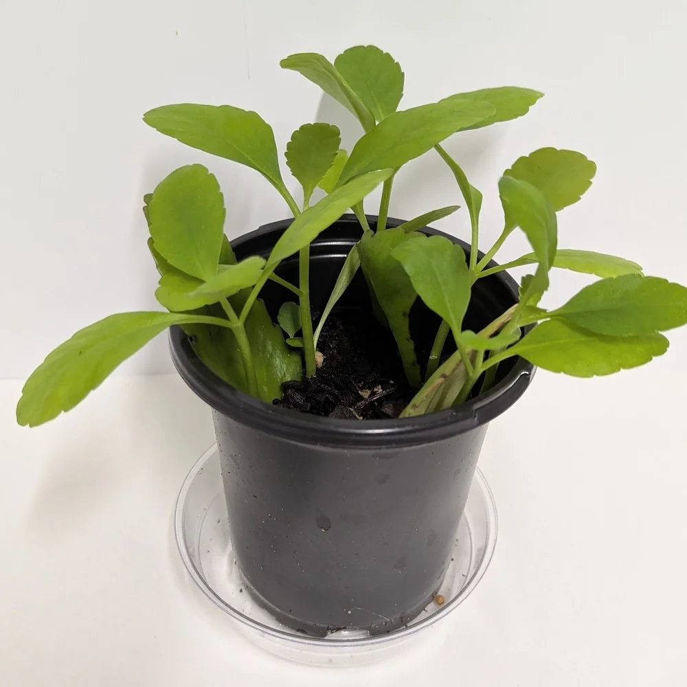 Kalanchoe Pinnata Leaves To Grow Organic Plants..Reptile Habitat Accessory